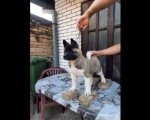 Američka Akita, žensko štene